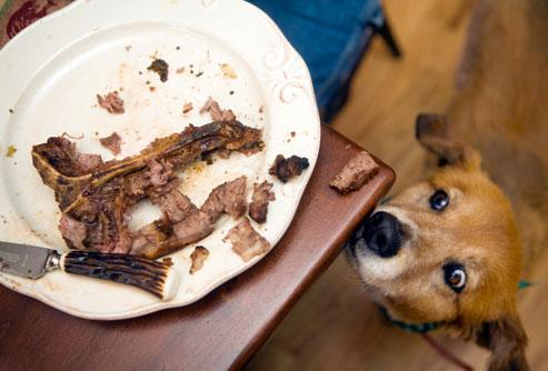 Šunų mityba – kuo šerti šunį?