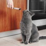 Kokios yra svarbiausios kačių maisto sudedamosios dalys?